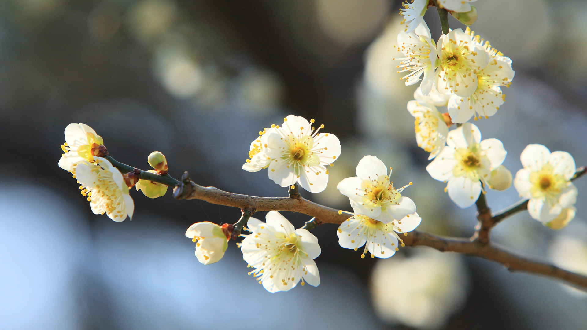 白梅の花 (© EarthScapeImageGraphy/Getty Images) Bing Everyday Wallpaper 2026-02-11, v1W6Tx [Bing Everyday Wall Paper 2026-02-11] url = http://www.bing.com/th?id=OHR.MitoPlumFestival2026_JA-JP1087345056_1920x1080.jpg
