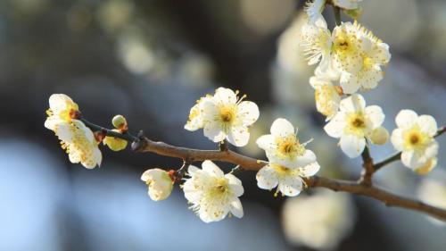 白梅の花 (© EarthScapeImageGraphy/Getty Images) Bing Everyday Wallpaper 2026-02-11
/tmp/UploadBetav1W6Tx [Bing Everyday Wall Paper 2026-02-11] url = http://www.bing.com/th?id=OHR.MitoPlumFestival2026_JA-JP1087345056_1920x1080.jpg

File Size (KB): 314.54 KB
Last Modified: February 11 2026 00:00:04
