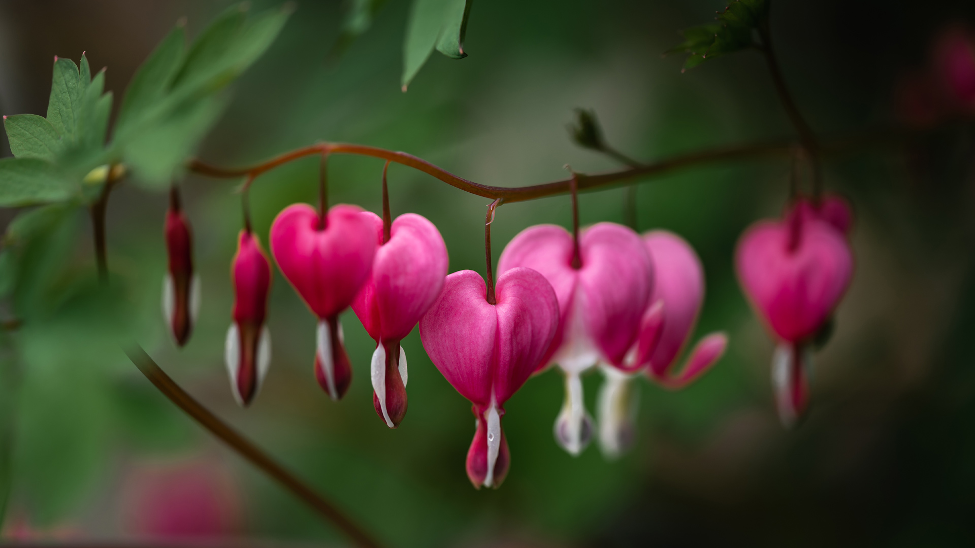 荷包牡丹 (© Dorene Hookey/Cavan Images) Bing Everyday Wallpaper 2026-02-14, DkVJua [Bing Everyday Wall Paper 2026-02-14] url = http://www.bing.com/th?id=OHR.ValentineHearts_ZH-CN5332774664_1920x1080.jpg