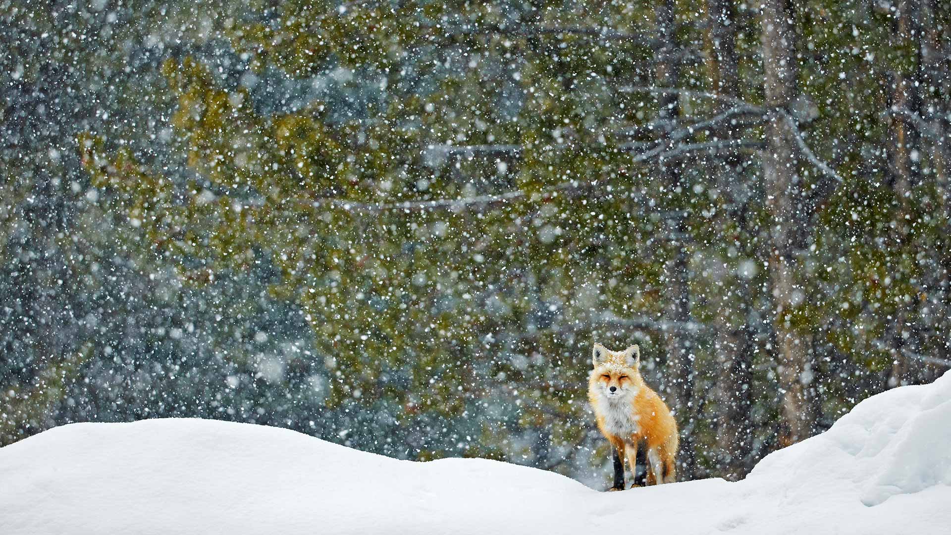 一只红狐狸站在雪地里，大提顿国家公园，怀俄明州，美国 (© Radomir Jakubowski/naturepl.com) Bing Everyday Wallpaper 2026-02-21, ojkp0o [Bing Everyday Wall Paper 2026-02-21] url = http://www.bing.com/th?id=OHR.TetonFox_ZH-CN9461948674_1920x1080.jpg