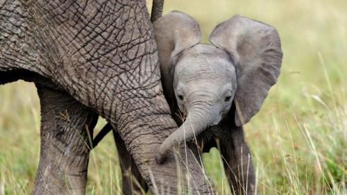 Afrikanisches Elefantenkalb mit Mutter im Masai‑Mara‑Nationalreservat, Kenia (© Denis-Huot/naturepl.com) Bing Everyday Wallpaper 2026-03-03
/tmp/UploadBetaY2iwi0 [Bing Everyday Wall Paper 2026-03-03] url = http://www.bing.com/th?id=OHR.BabyElephant_DE-DE5859439374_1920x1080.jpg

File Size (KB): 317.54 KB
Last Modified: March 03 2026 00:00:04
