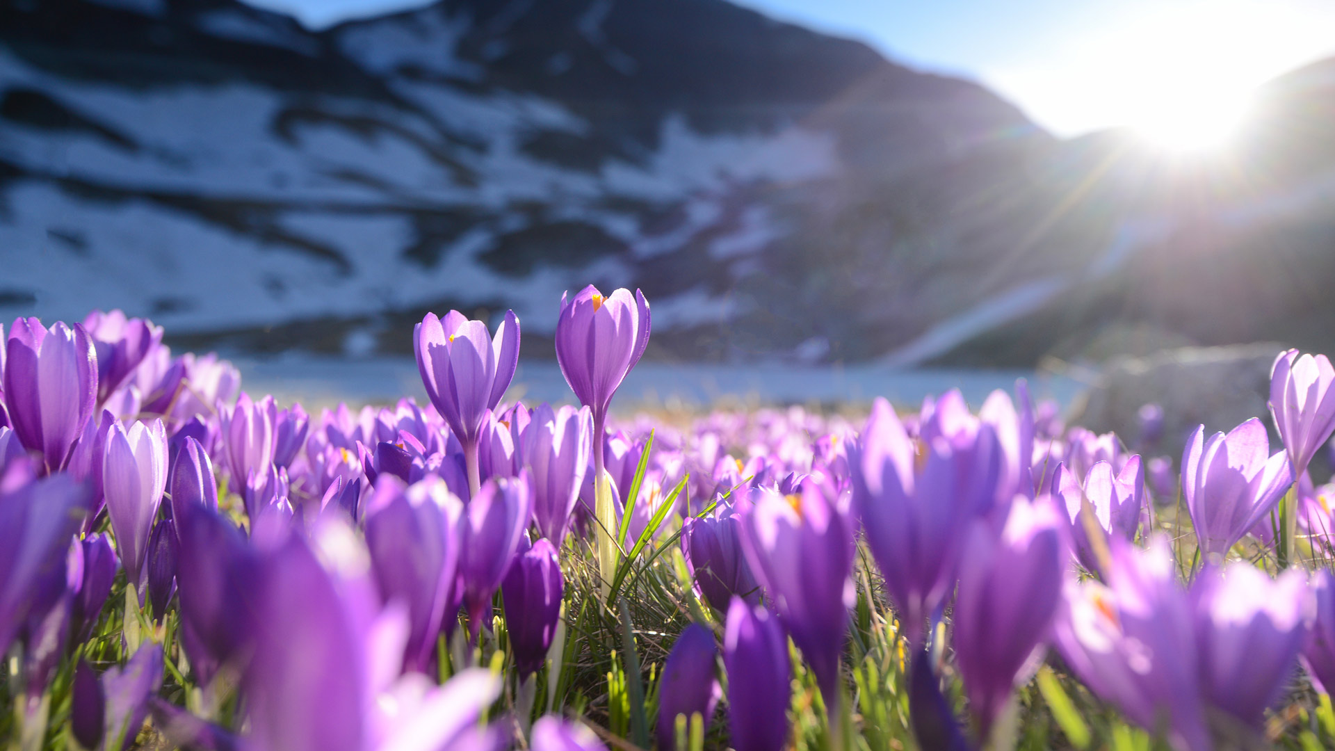 紫番红花, 里拉七湖, 保加利亚 (© Maya Karkalicheva/Getty Images) Bing Everyday Wallpaper 2026-03-04, ALYQbY [Bing Everyday Wall Paper 2026-03-04] url = http://www.bing.com/th?id=OHR.RilaCrocuses_ZH-CN3650360951_1920x1080.jpg
