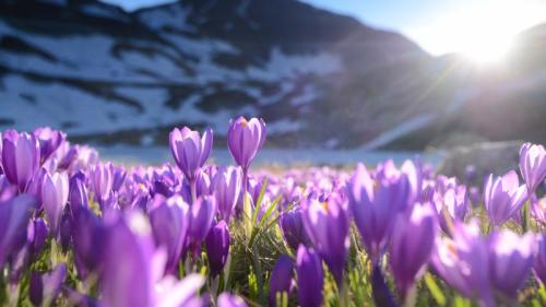 紫番红花, 里拉七湖, 保加利亚 (© Maya Karkalicheva/Getty Images) Bing Everyday Wallpaper 2026-03-04
/tmp/UploadBetaALYQbY [Bing Everyday Wall Paper 2026-03-04] url = http://www.bing.com/th?id=OHR.RilaCrocuses_ZH-CN3650360951_1920x1080.jpg

File Size (KB): 318.81 KB
Last Modified: March 04 2026 00:00:02
