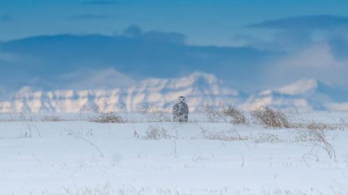 Snowy owl near the Canadian Rockies, Canada (© www.harshadventure.com/Getty Images) Bing Everyday Wallpaper 2026-03-08
/tmp/UploadBetayWev20 [Bing Everyday Wall Paper 2026-03-08] url = http://www.bing.com/th?id=OHR.OwlonGuard_ROW4856156035_1920x1080.jpg

File Size (KB): 314.75 KB
Last Modified: March 08 2026 00:00:05
