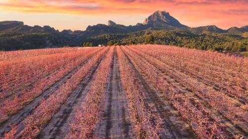 盛开的桃树, 谢萨, 穆尔西亚, 西班牙 (© Juan Maria Coy Vergara/Getty Images) Bing Everyday Wallpaper 2026-03-11
/tmp/UploadBetarP6sdJ [Bing Everyday Wall Paper 2026-03-11] url = http://www.bing.com/th?id=OHR.PeachBloom_ZH-CN9660251274_1920x1080.jpg

File Size (KB): 322.95 KB
Last Modified: March 11 2026 00:00:02
