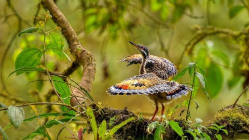 幼年日鳽在巢穴附近展示求偶行为, 厄瓜多尔 (© Andy Rouse/naturepl.com) Bing Everyday Wallpaper 2026-03-12
/tmp/UploadBetaNT5xt5 [Bing Everyday Wall Paper 2026-03-12] url = http://www.bing.com/th?id=OHR.SunbitternEcuador_ZH-CN9772788253_1920x1080.jpg

File Size (KB): 318.21 KB
Last Modified: March 12 2026 00:00:01
