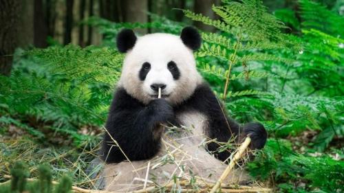 正在吃竹子的大熊猫，中国 (© Entwicklungsknecht/Getty Images) Bing Everyday Wallpaper 2026-03-16
/tmp/UploadBeta8YdHO0 [Bing Everyday Wall Paper 2026-03-16] url = http://www.bing.com/th?id=OHR.PandaForest_ZH-CN0545156080_1920x1080.jpg

File Size (KB): 328.52 KB
Last Modified: March 16 2026 00:00:02
