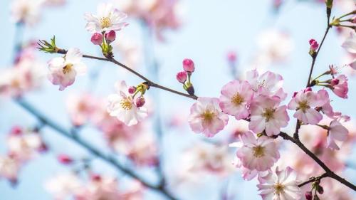 春日樱花，上海，中国 (© junyyeung/Getty Images) Bing Everyday Wallpaper 2026-03-20
/tmp/UploadBetaO9LADr [Bing Everyday Wall Paper 2026-03-20] url = http://www.bing.com/th?id=OHR.SpringEquinoxY26_ZH-CN7450181382_1920x1080.jpg

File Size (KB): 283.77 KB
Last Modified: March 20 2026 00:00:02
