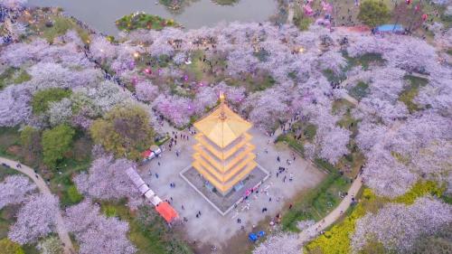 东湖樱花园的樱花，武汉，中国 (© Zhang Qiao/VCG/Getty Images) Bing Everyday Wallpaper 2026-03-24
/tmp/UploadBetakNstod [Bing Everyday Wall Paper 2026-03-24] url = http://www.bing.com/th?id=OHR.WuhanCherryBlossom_ZH-CN1031985926_1920x1080.jpg

File Size (KB): 325.63 KB
Last Modified: March 24 2026 00:00:01
