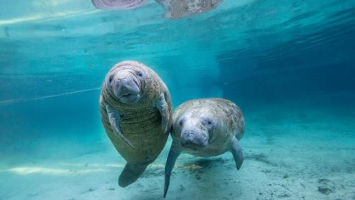 Juvenile manatees in a freshwater spring, Crystal River, Florida (© Gregory Sweeney/Getty Images) Bing Everyday Wallpaper 2026-03-26
/tmp/UploadBetasa3023 [Bing Everyday Wall Paper 2026-03-26] url = http://www.bing.com/th?id=OHR.ManateeSpring_EN-US1203685327_1920x1080.jpg

File Size (KB): 321.62 KB
Last Modified: March 26 2026 00:00:02
