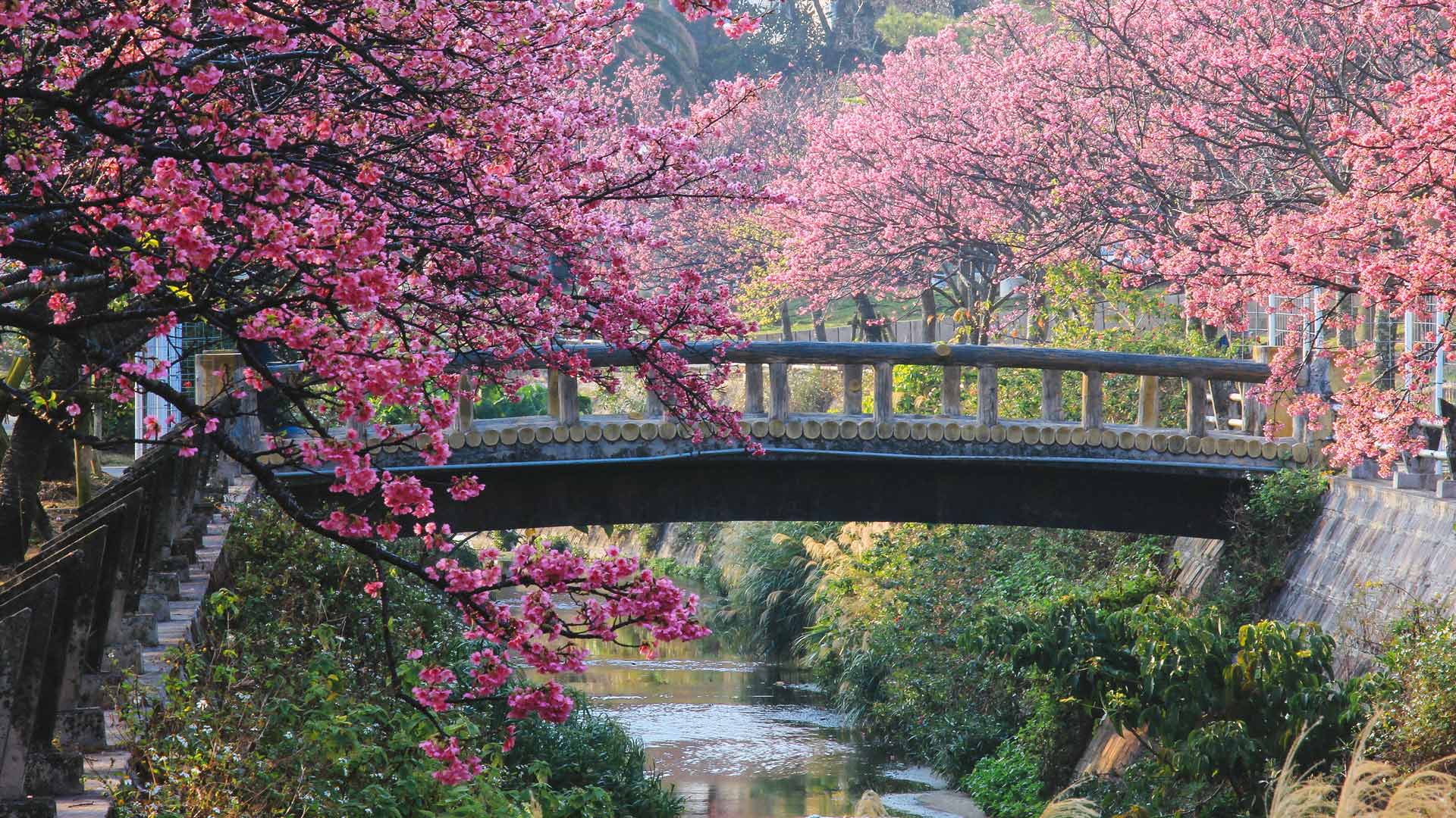 日本一早い桜、沖縄 (© @hapidayss/Getty Images) Bing Everyday Wallpaper 2026-03-27, USaLiy [Bing Everyday Wall Paper 2026-03-27] url = http://www.bing.com/th?id=OHR.SakuraDay2026_JA-JP6970025028_1920x1080.jpg
