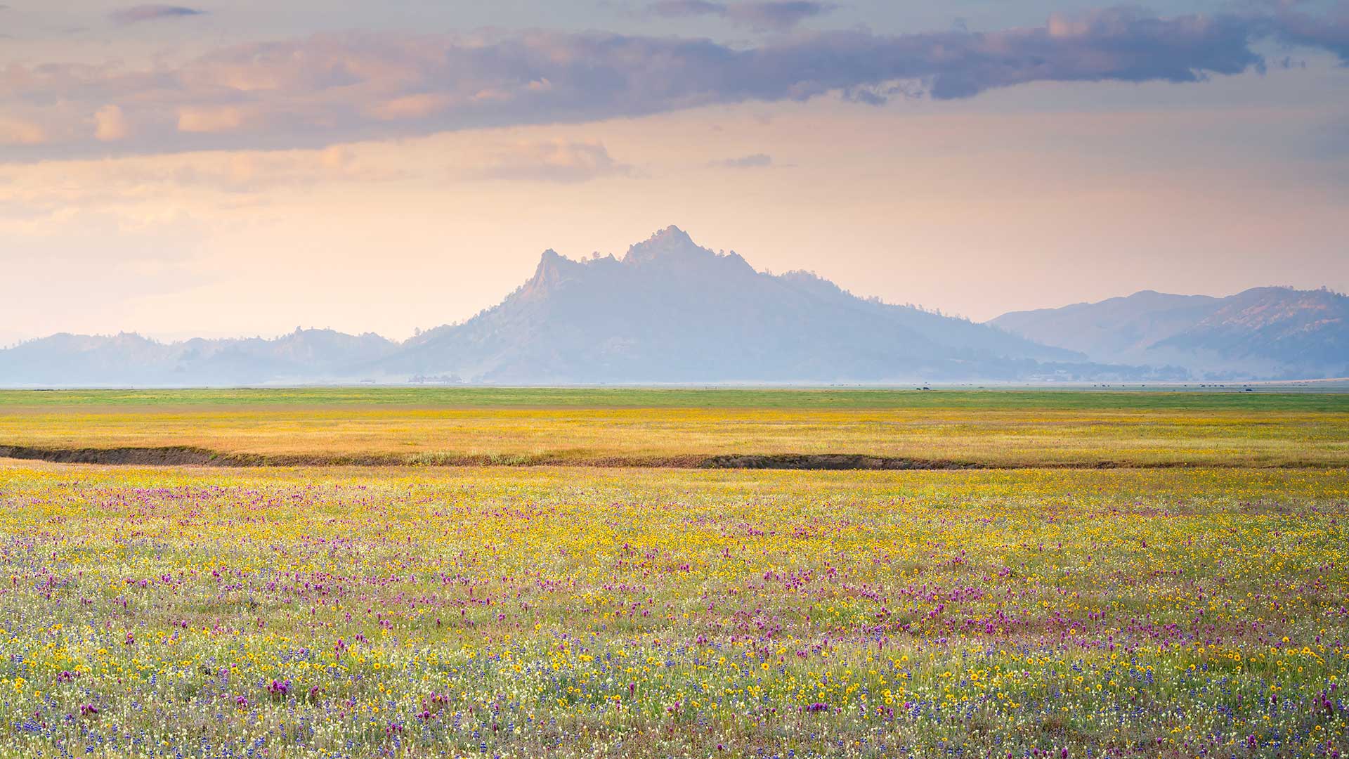 セントラル・バレー, 米国 カリフォルニア州 (© Jeff Lewis/Tandem Stills + Motion) Bing Everyday Wallpaper 2026-04-01, n0Y1OC [Bing Everyday Wall Paper 2026-04-01] url = http://www.bing.com/th?id=OHR.WildflowerValley_JA-JP7238318324_1920x1080.jpg