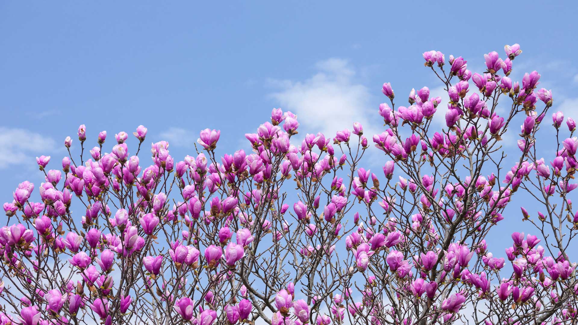 シモクレン (© Aflo Co., Ltd./Alamy) Bing Everyday Wallpaper 2026-04-02, uhyTsL [Bing Everyday Wall Paper 2026-04-02] url = http://www.bing.com/th?id=OHR.MagnoliaBloom2026_JA-JP8135720992_1920x1080.jpg