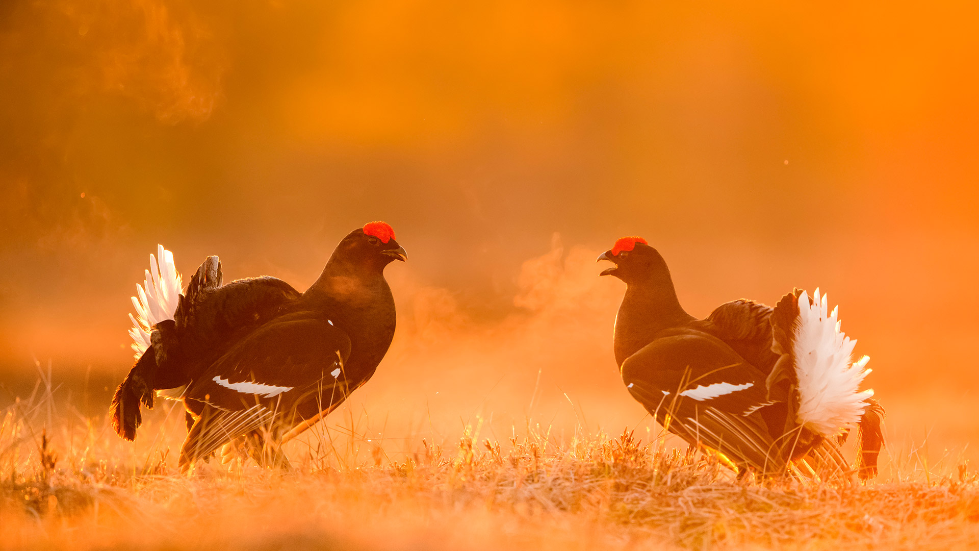 Birkhähne auf einem Balzplatz, Estland (© Sven Zacek/Nature Picture Library) Bing Everyday Wallpaper 2026-04-04, zFgGAn [Bing Everyday Wall Paper 2026-04-04] url = http://www.bing.com/th?id=OHR.GrouseGuff_DE-DE7947498839_1920x1080.jpg