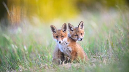 卡鲁拉国家公园的两只幼年赤狐, 爱沙尼亚 (© Sven Zacek/Nature Picture Library) Bing Everyday Wallpaper 2026-04-10
/tmp/UploadBetaSaicoD [Bing Everyday Wall Paper 2026-04-10] url = http://www.bing.com/th?id=OHR.FoxSiblings_ZH-CN8133856518_1920x1080.jpg

File Size (KB): 317.62 KB
Last Modified: April 10 2026 00:00:02
