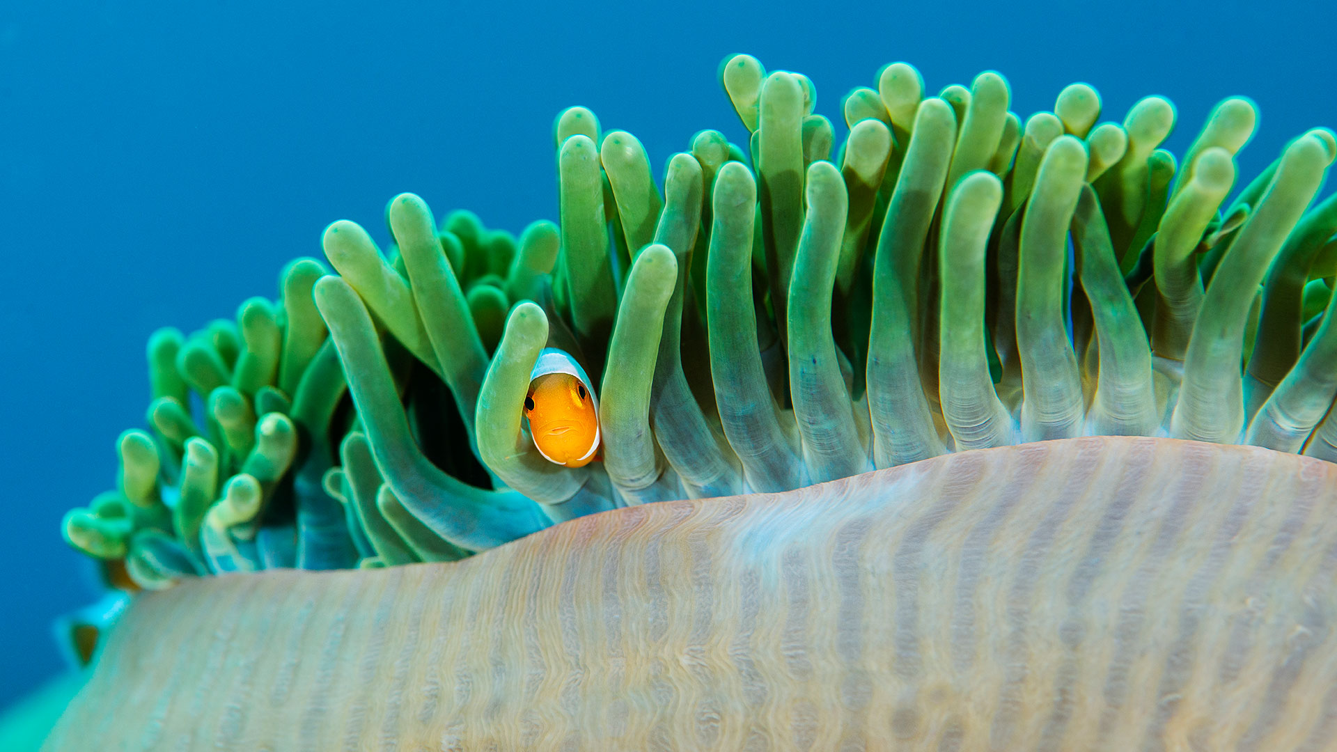 海葵中的普通小丑鱼, 拉贾安帕特群岛, 印度尼西亚 (© Magnus Lundgren/Nature Picture Library) Bing Everyday Wallpaper 2026-04-14, rkdVGs [Bing Everyday Wall Paper 2026-04-14] url = http://www.bing.com/th?id=OHR.OcellarisClownfish_ZH-CN9362948727_1920x1080.jpg