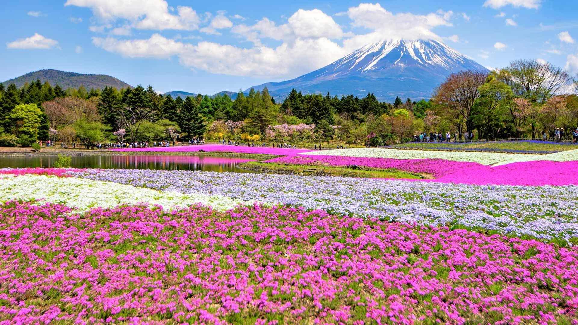 芝桜, 山梨県 (© DoctorEgg/Getty images) Bing Everyday Wallpaper 2026-04-15, agCl3a [Bing Everyday Wall Paper 2026-04-15] url = http://www.bing.com/th?id=OHR.Shibazakura2026_JA-JP4532713069_1920x1080.jpg