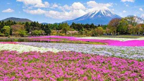 芝桜, 山梨県 (© DoctorEgg/Getty images) Bing Everyday Wallpaper 2026-04-15
/tmp/UploadBetaagCl3a [Bing Everyday Wall Paper 2026-04-15] url = http://www.bing.com/th?id=OHR.Shibazakura2026_JA-JP4532713069_1920x1080.jpg

File Size (KB): 304.99 KB
Last Modified: April 15 2026 00:00:02
