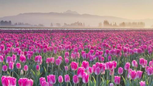 斯卡吉特谷地郁金香花田, 华盛顿, 美国 (© Alan Majchrowicz/Getty Images) Bing Everyday Wallpaper 2026-04-16
/tmp/UploadBetaLWxhhD [Bing Everyday Wall Paper 2026-04-16] url = http://www.bing.com/th?id=OHR.SkagitTulips_ZH-CN4234324174_1920x1080.jpg

File Size (KB): 322.5 KB
Last Modified: April 16 2026 00:00:02
