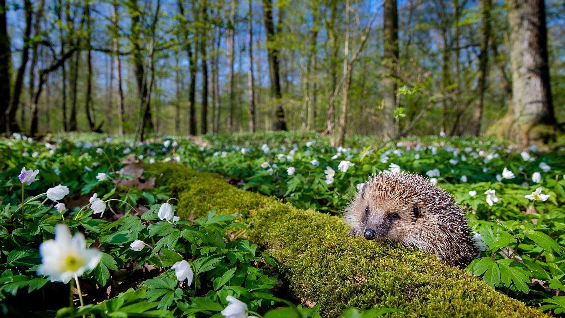 西欧刺猬，法国 (© Klein & Hubert/Nature Picture Library) Bing Everyday Wallpaper 2026-04-21, SY5zof [Bing Everyday Wall Paper 2026-04-21] url = http://www.bing.com/th?id=OHR.SpringHedgehog_ZH-CN5232922916_1920x1080.jpg
