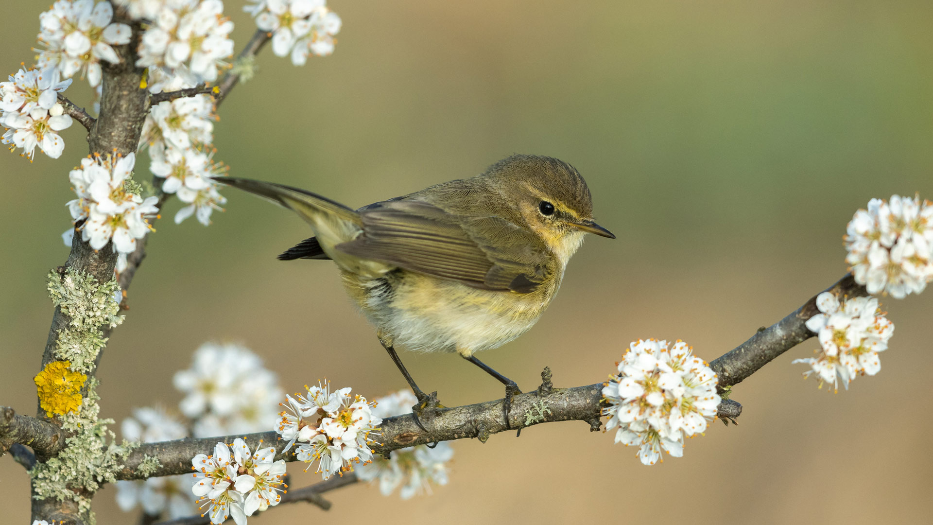 Common chiffchaff, Germany (© Andyworks/Getty Images) Bing Everyday Wallpaper 2026-04-24, bBKphv [Bing Everyday Wall Paper 2026-04-24] url = http://www.bing.com/th?id=OHR.ChiffchaffSpring_ROW0928406195_1920x1080.jpg