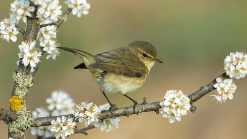 Common chiffchaff, Germany (© Andyworks/Getty Images) Bing Everyday Wallpaper 2026-04-24
/tmp/UploadBetabBKphv [Bing Everyday Wall Paper 2026-04-24] url = http://www.bing.com/th?id=OHR.ChiffchaffSpring_ROW0928406195_1920x1080.jpg

File Size (KB): 304.66 KB
Last Modified: April 24 2026 00:00:03
