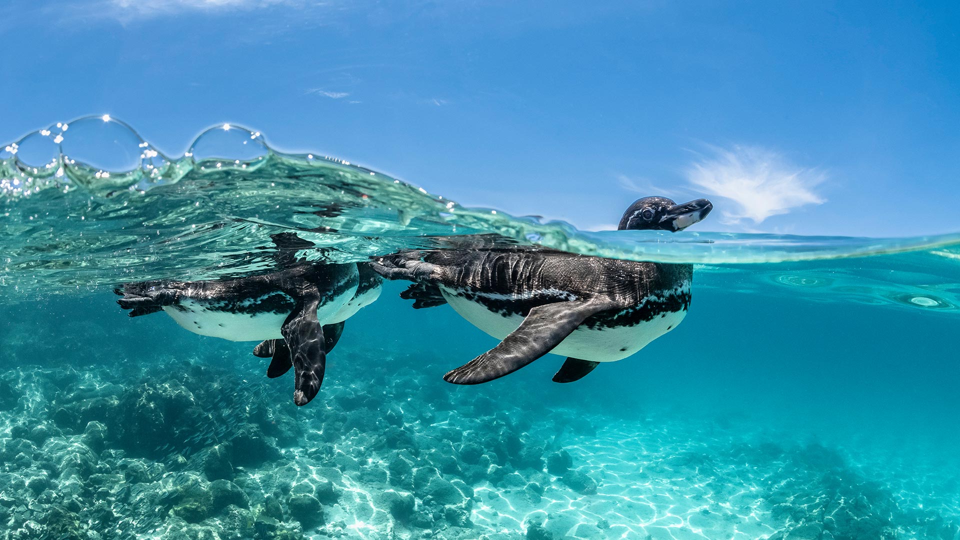 Galápagos‑Pinguine beim Schwimmen, Galapagosinseln, Ecuador (© Henley Spiers/Nature Picture Library) Bing Everyday Wallpaper 2026-04-24, uEiB3b [Bing Everyday Wall Paper 2026-04-24] url = http://www.bing.com/th?id=OHR.GalapagosPenguins_DE-DE2195733852_1920x1080.jpg