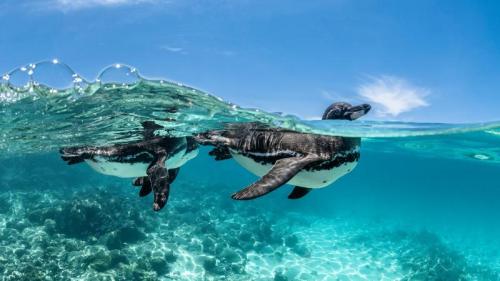 Galápagos‑Pinguine beim Schwimmen, Galapagosinseln, Ecuador (© Henley Spiers/Nature Picture Library) Bing Everyday Wallpaper 2026-04-24
/tmp/UploadBetauEiB3b [Bing Everyday Wall Paper 2026-04-24] url = http://www.bing.com/th?id=OHR.GalapagosPenguins_DE-DE2195733852_1920x1080.jpg

File Size (KB): 303.3 KB
Last Modified: April 24 2026 00:00:04
