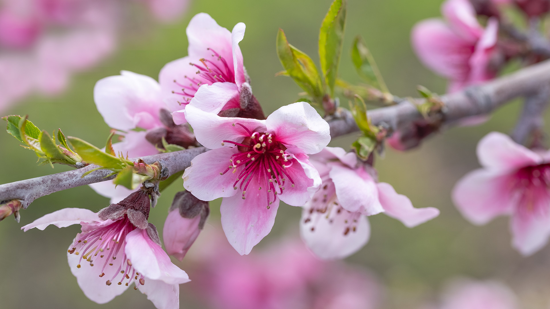 粉红色的苹果花, 阿维拉海滩, 加利福尼亚州, 美国 (© Mimi Ditchie Photography/Getty Images) Bing Everyday Wallpaper 2026-04-26, i9LYAD [Bing Everyday Wall Paper 2026-04-26] url = http://www.bing.com/th?id=OHR.AppleBlossoms_ZH-CN5887711928_1920x1080.jpg