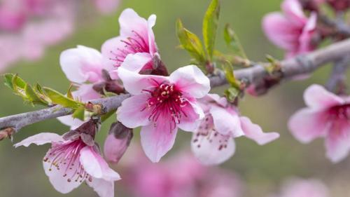 粉红色的苹果花, 阿维拉海滩, 加利福尼亚州, 美国 (© Mimi Ditchie Photography/Getty Images) Bing Everyday Wallpaper 2026-04-26
/tmp/UploadBetai9LYAD [Bing Everyday Wall Paper 2026-04-26] url = http://www.bing.com/th?id=OHR.AppleBlossoms_ZH-CN5887711928_1920x1080.jpg

File Size (KB): 314.55 KB
Last Modified: April 26 2026 00:00:02
