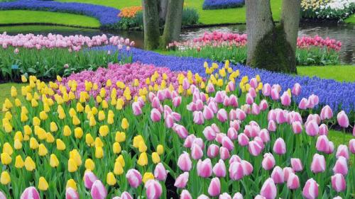 葡萄风信子和郁金香, 库肯霍夫花园, 利塞, 荷兰 (© Martin Ruegner/Getty Images) Bing Everyday Wallpaper 2026-04-30
/tmp/UploadBetaSe6yGI [Bing Everyday Wall Paper 2026-04-30] url = http://www.bing.com/th?id=OHR.DutchTulips_ZH-CN6394892537_1920x1080.jpg

File Size (KB): 270.32 KB
Last Modified: April 30 2026 00:00:02
