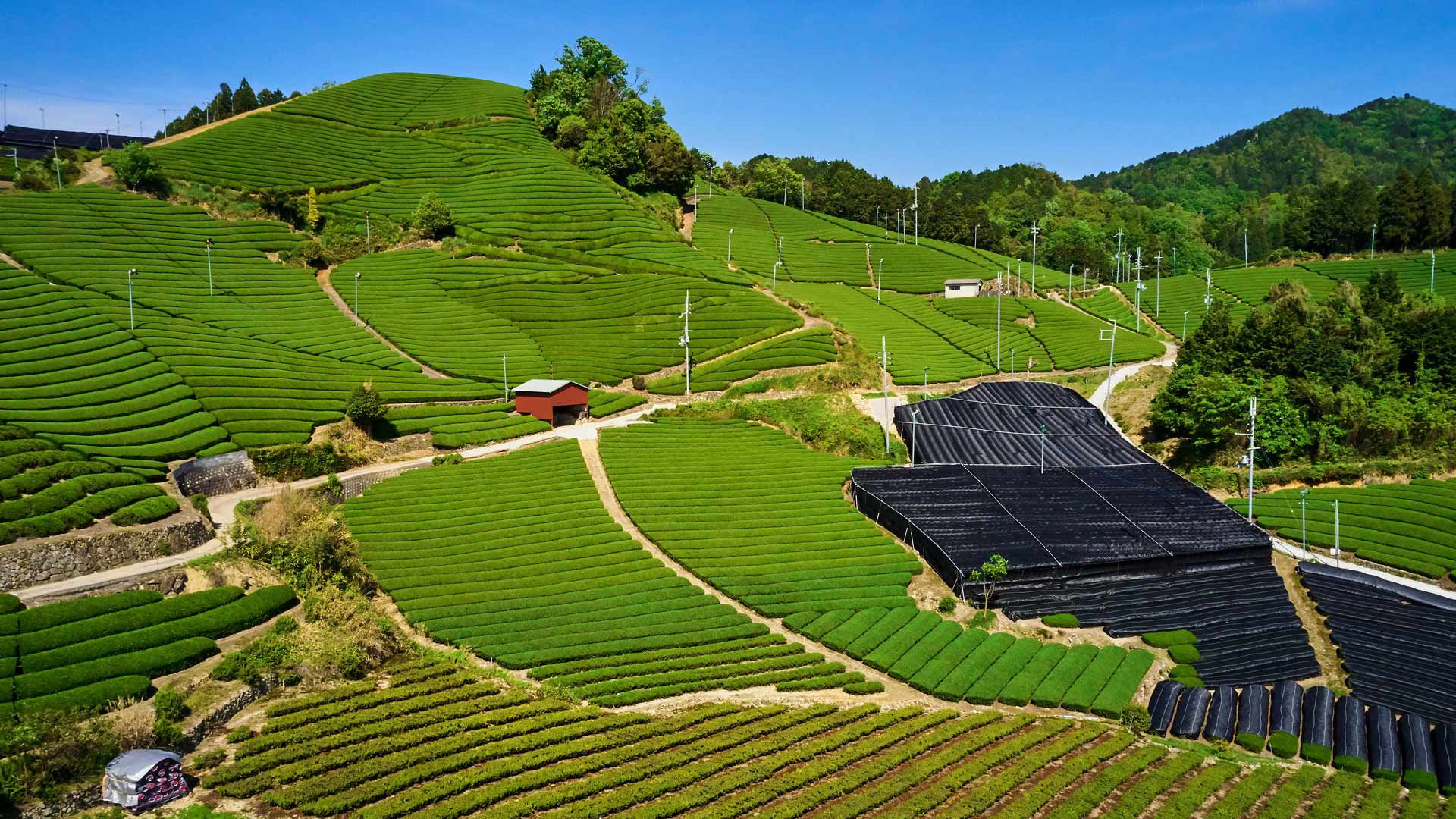 和束の茶畑, 京都府 和束町 (© Tuul and Bruno Morandi/Alamy) Bing Everyday Wallpaper 2026-05-02, 17JThQ [Bing Everyday Wall Paper 2026-05-02] url = http://www.bing.com/th?id=OHR.HachijyuHachiya2026_JA-JP2065177671_1920x1080.jpg
