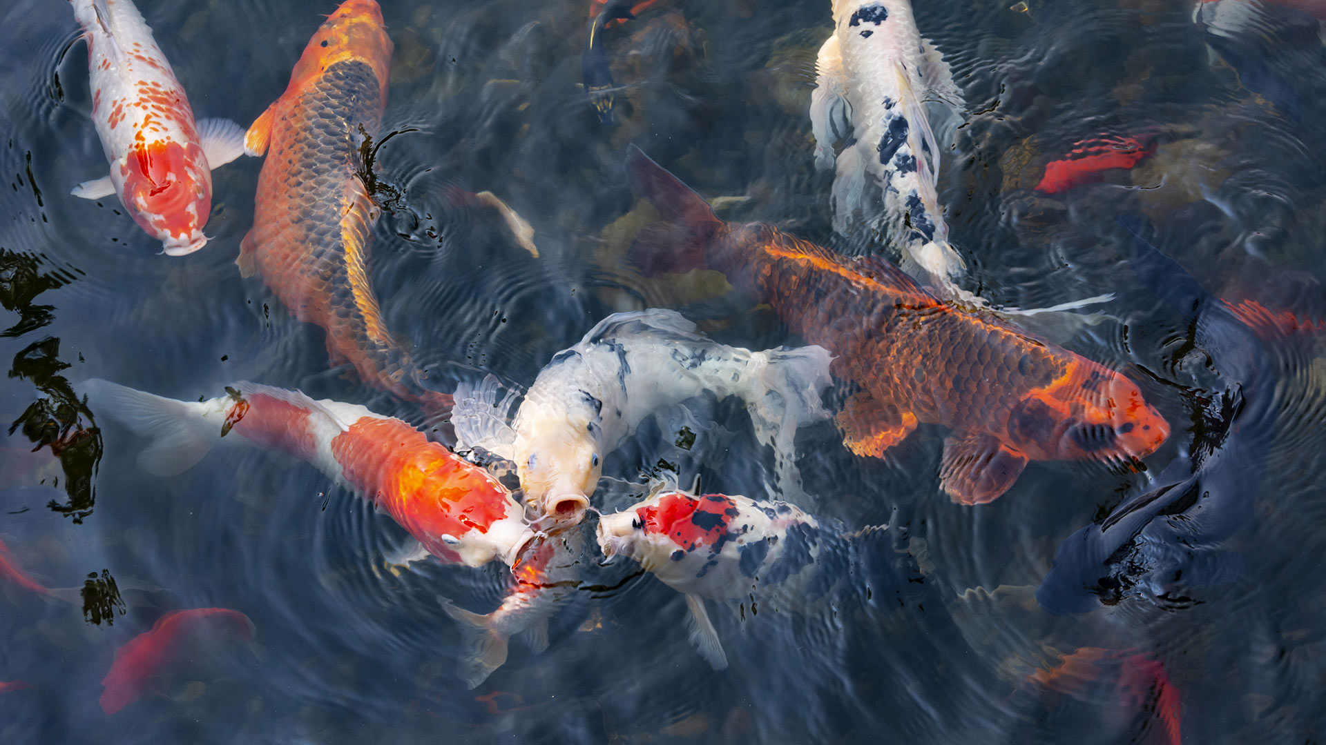 Koi fish, Lan Su Chinese Garden, Portland, Oregon (© Greg Vaughn/Getty Images) Bing Everyday Wallpaper 2026-05-02, dmLMV7 [Bing Everyday Wall Paper 2026-05-02] url = http://www.bing.com/th?id=OHR.KoiPond_EN-US0207799352_1920x1080.jpg