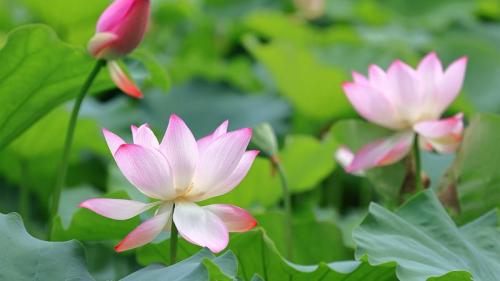 莲花与莲花植株 (© real444/Getty Images) Bing Everyday Wallpaper 2026-05-05
/tmp/UploadBetaa7avDP [Bing Everyday Wall Paper 2026-05-05] url = http://www.bing.com/th?id=OHR.BeginningofSummerY26_ZH-CN7628545617_1920x1080.jpg

File Size (KB): 293.14 KB
Last Modified: May 05 2026 00:00:02
