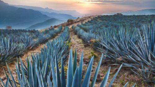 Field of blue agave near Tequila, Jalisco, Mexico (© Brian Overcast/Alamy) Bing Everyday Wallpaper 2026-05-06
/tmp/UploadBeta1iy5Zh [Bing Everyday Wall Paper 2026-05-06] url = http://www.bing.com/th?id=OHR.MayoAgave_EN-US0521416350_1920x1080.jpg

File Size (KB): 319.37 KB
Last Modified: May 06 2026 00:00:02
