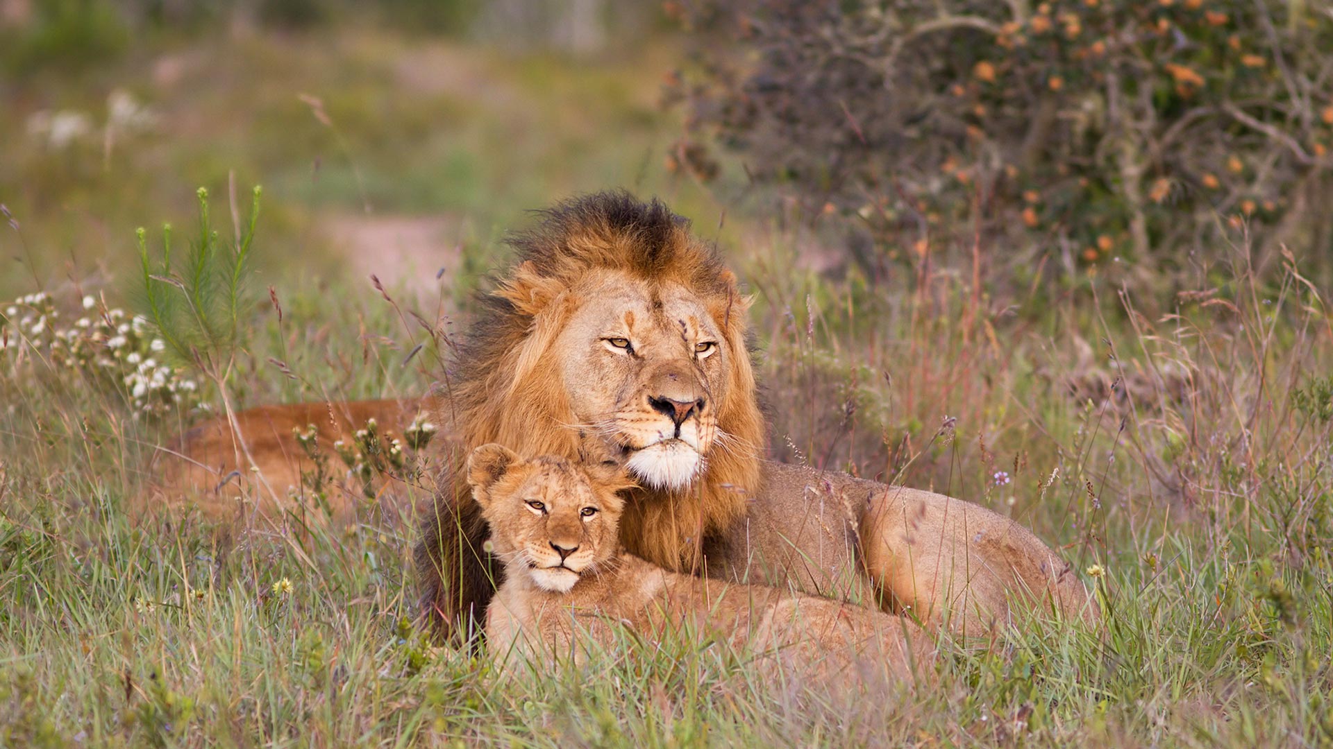 Löwenmännchen mit Jungtier (© JasonPrince/iStock/Getty Images) Bing Everyday Wallpaper 2026-05-14, qxqFfq [Bing Everyday Wall Paper 2026-05-14] url = http://www.bing.com/th?id=OHR.FathersDayItaly_DE-DE9115360587_1920x1080.jpg