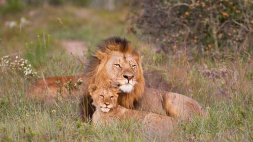 Löwenmännchen mit Jungtier (© JasonPrince/iStock/Getty Images) Bing Everyday Wallpaper 2026-05-14
/tmp/UploadBetaqxqFfq [Bing Everyday Wall Paper 2026-05-14] url = http://www.bing.com/th?id=OHR.FathersDayItaly_DE-DE9115360587_1920x1080.jpg

File Size (KB): 312.79 KB
Last Modified: May 14 2026 00:00:04

