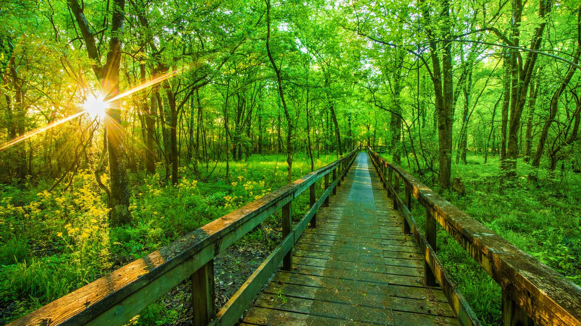 纳奇兹小径公园大道, 图珀洛, 密西西比州, 美国 (© The best photo is earned/Getty Images Plus) Bing Everyday Wallpaper 2026-06-06, sRFze9 [Bing Everyday Wall Paper 2026-06-06] url = http://www.bing.com/th?id=OHR.HikingNatchez_ZH-CN2495512699_1920x1080.jpg