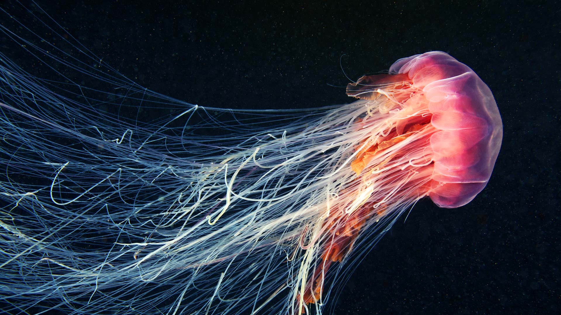 在海洋中游动的狮鬃水母 (© Alexander Semenov Images/Shutterstock) Bing Everyday Wallpaper 2026-06-08, WT7e5S [Bing Everyday Wall Paper 2026-06-08] url = http://www.bing.com/th?id=OHR.Cyanea_ZH-CN3858079050_1920x1080.jpg