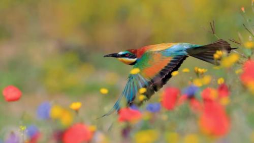 黄喉蜂虎，格拉萨莱马山自然公园，加的斯，西班牙 (© Andres M. Dominguez/Nature Picture Library) Bing Everyday Wallpaper 2026-06-12
/tmp/UploadBetamgrl6a [Bing Everyday Wall Paper 2026-06-12] url = http://www.bing.com/th?id=OHR.SpainBeeEater_ZH-CN4424052851_1920x1080.jpg

File Size (KB): 325.58 KB
Last Modified: June 12 2026 00:00:02
