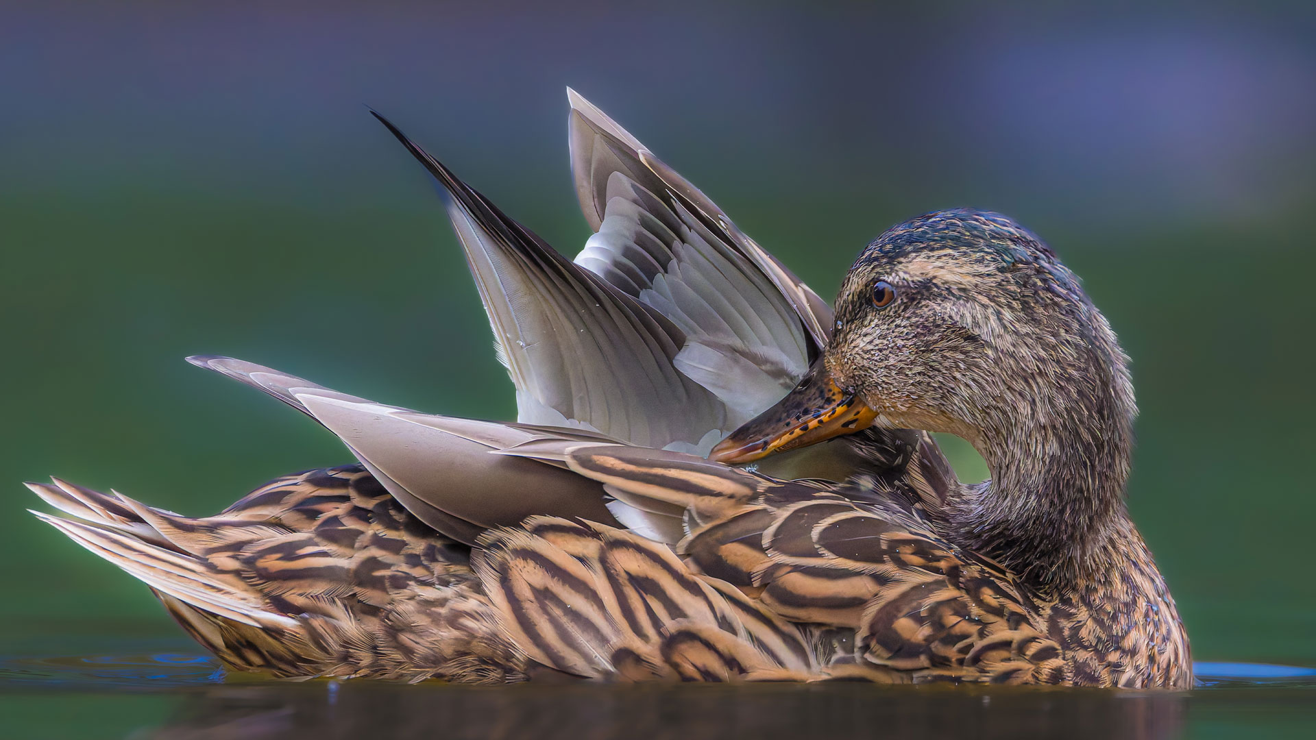 绿头鸭 (© Philippe Paternolli/Getty Images) Bing Everyday Wallpaper 2026-06-14, jPUVXA [Bing Everyday Wall Paper 2026-06-14] url = http://www.bing.com/th?id=OHR.DuckPond_ZH-CN1683101997_1920x1080.jpg