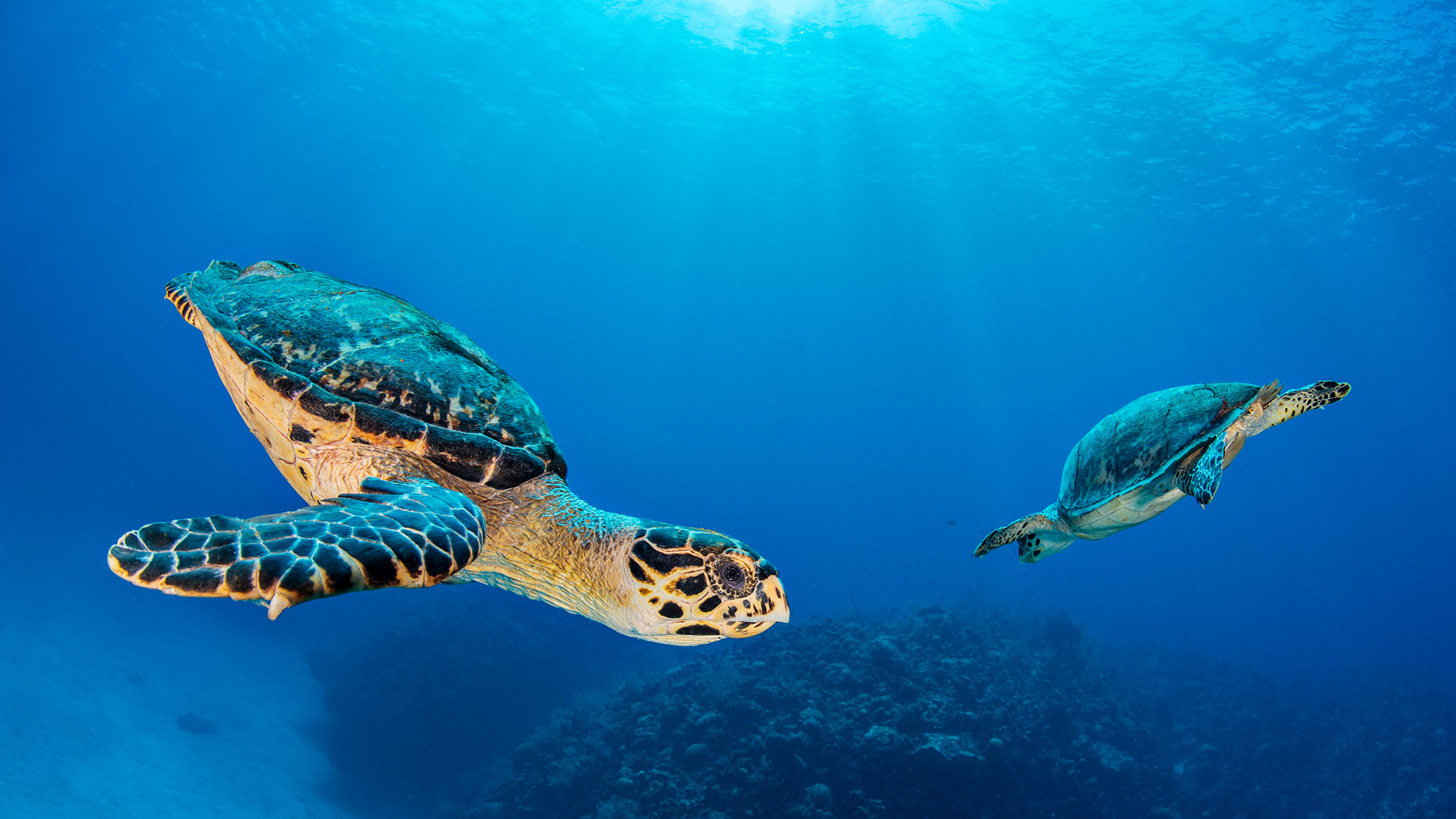 七英里海滩附近的玳瑁海龟伴侣，大开曼岛，开曼群岛 (© Alex Mustard/Nature Picture Library) Bing Everyday Wallpaper 2026-06-16, V5JrcY [Bing Everyday Wall Paper 2026-06-16] url = http://www.bing.com/th?id=OHR.SevenMileTurtle_ZH-CN4346512721_1920x1080.jpg
