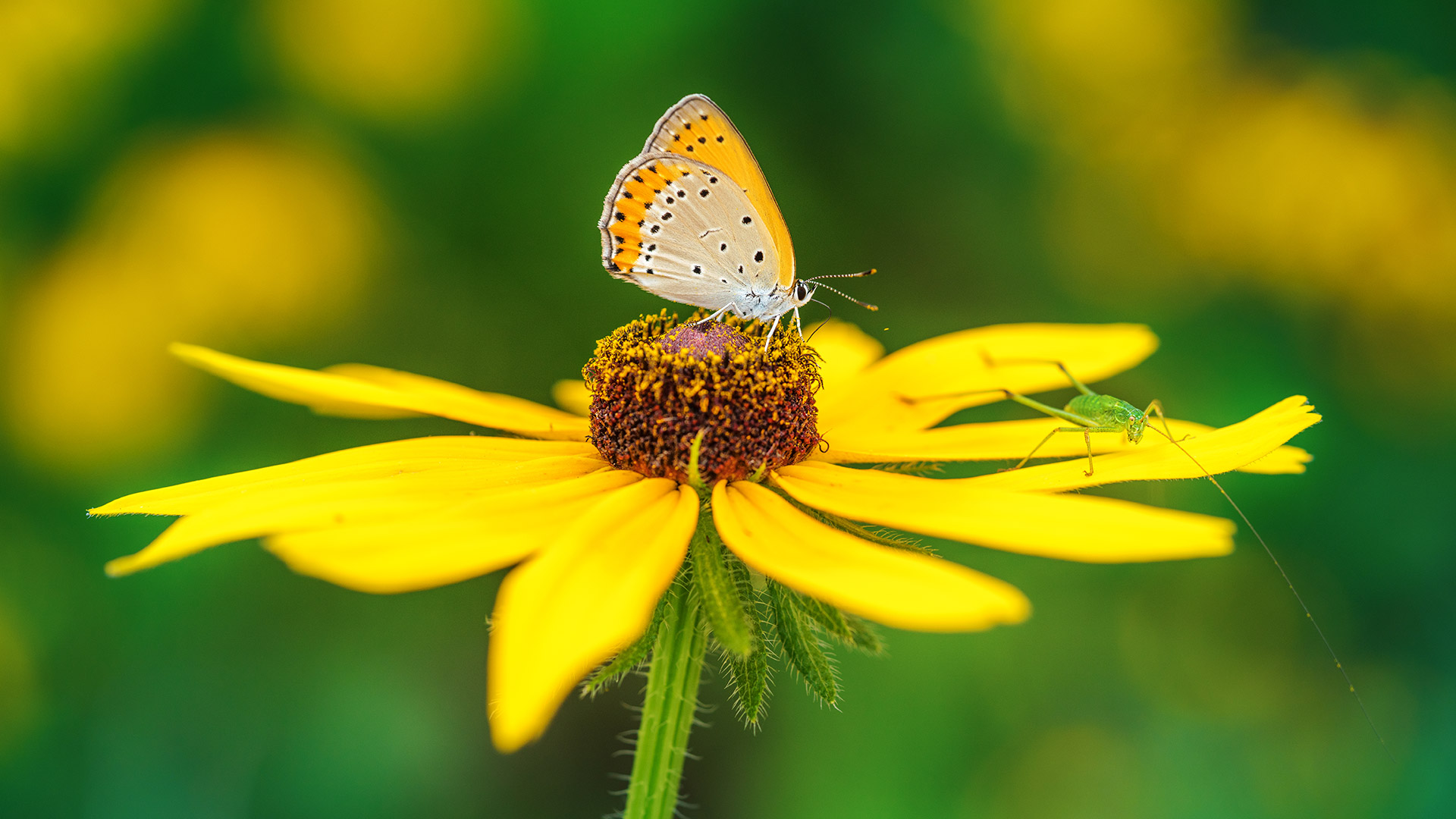 蝴蝶正在黄花上授粉 (© lzh/Getty Images) Bing Everyday Wallpaper 2026-06-24, pm4l3U [Bing Everyday Wall Paper 2026-06-24] url = http://www.bing.com/th?id=OHR.BFPollin_ZH-CN7654067396_1920x1080.jpg