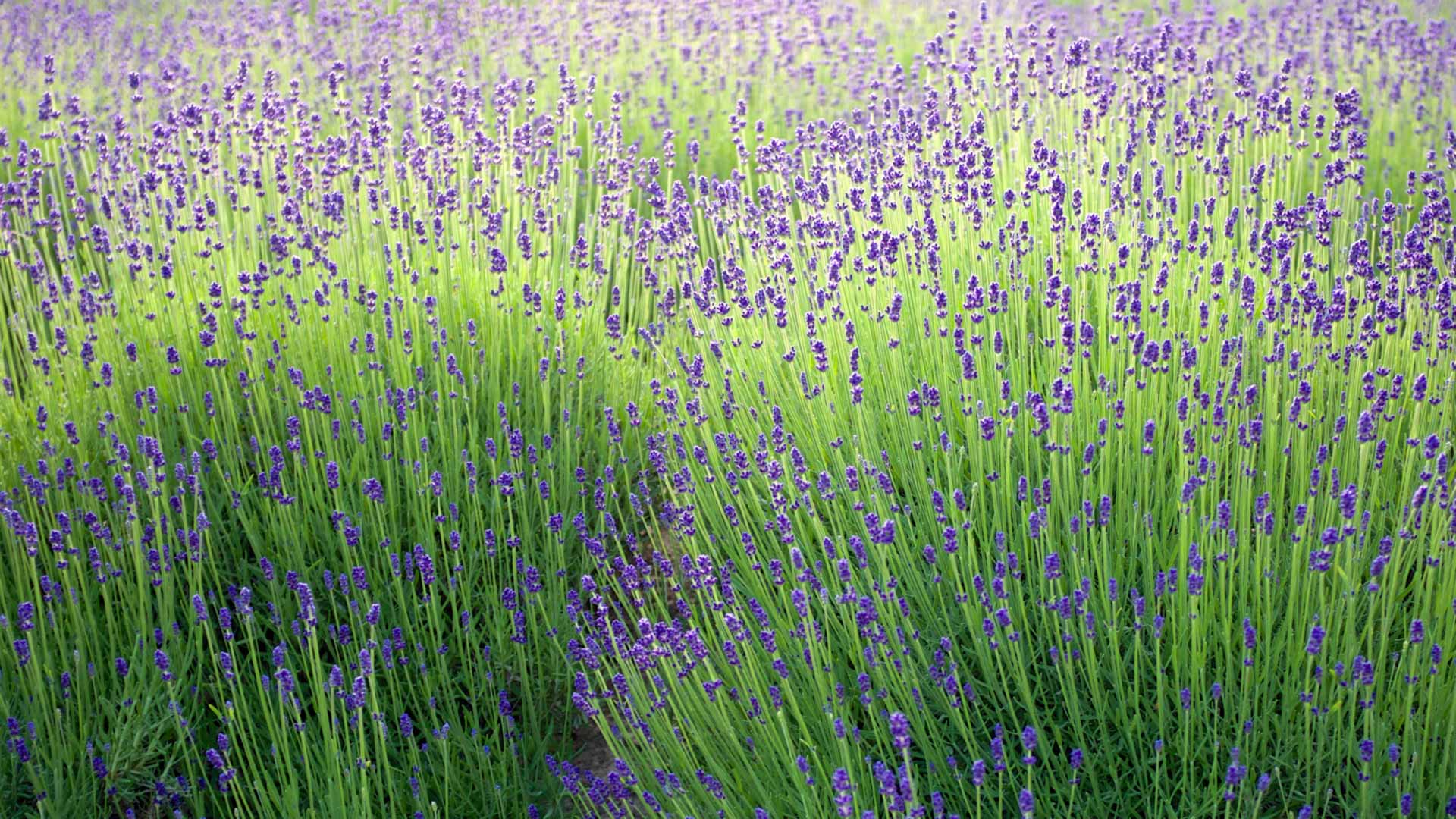 ラベンダー畑, 北海道 中富良野町 (© Weiheng Pan/Getty Images Plus) Bing Everyday Wallpaper 2026-06-25, LRRzsC [Bing Everyday Wall Paper 2026-06-25] url = http://www.bing.com/th?id=OHR.LavenderSeason2026_JA-JP7050134160_1920x1080.jpg