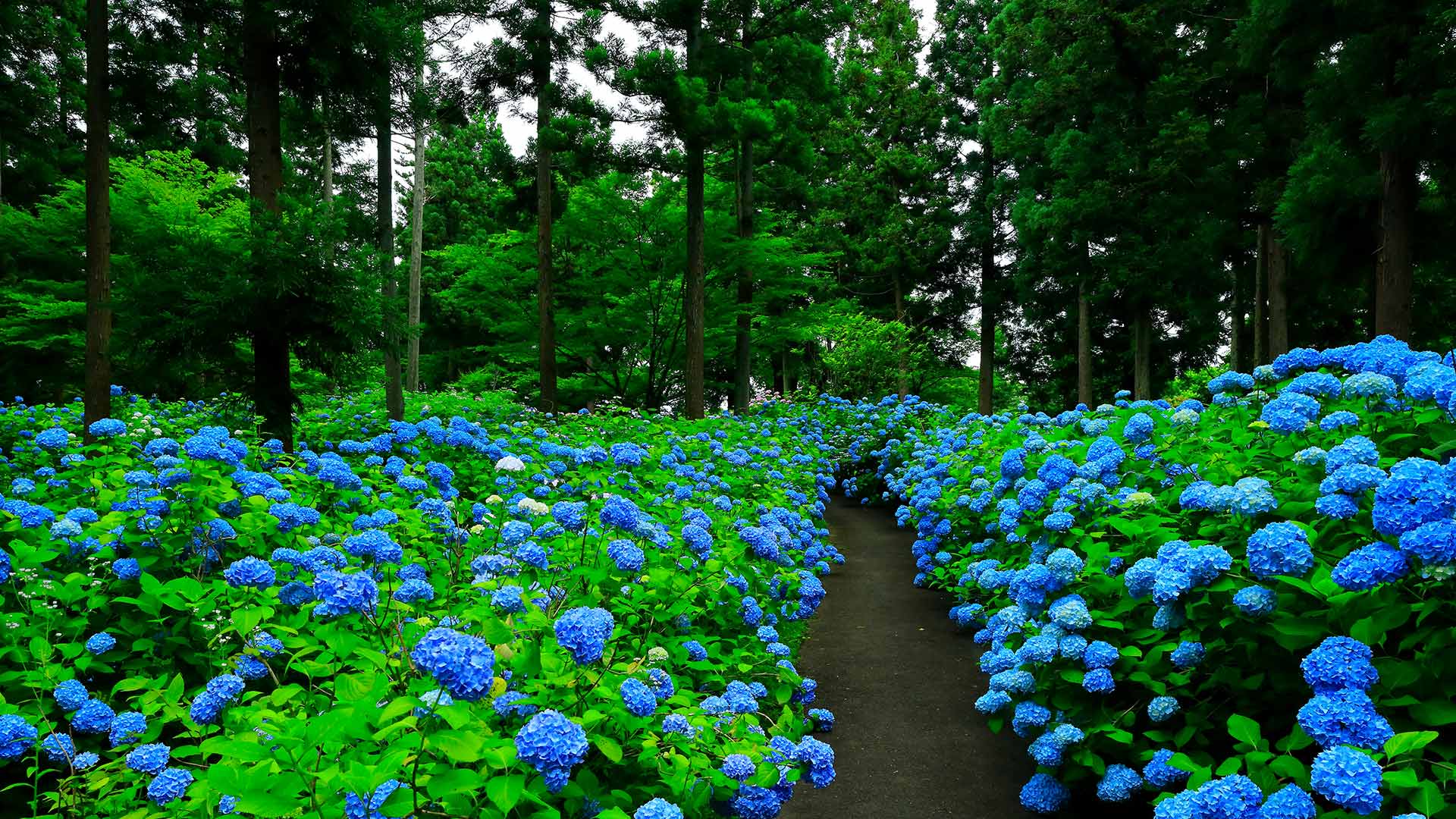 あじさいの花房, 岩手県 奥州市 (© nattya3714/Getty Images) Bing Everyday Wallpaper 2026-06-27, Fssa6z [Bing Everyday Wall Paper 2026-06-27] url = http://www.bing.com/th?id=OHR.Ajisai2026_JA-JP5953428145_1920x1080.jpg