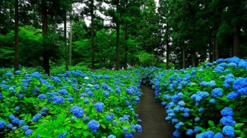 あじさいの花房, 岩手県 奥州市 (© nattya3714/Getty Images) Bing Everyday Wallpaper 2026-06-27
/tmp/UploadBetaFssa6z [Bing Everyday Wall Paper 2026-06-27] url = http://www.bing.com/th?id=OHR.Ajisai2026_JA-JP5953428145_1920x1080.jpg

File Size (KB): 320.27 KB
Last Modified: June 27 2026 00:00:03
