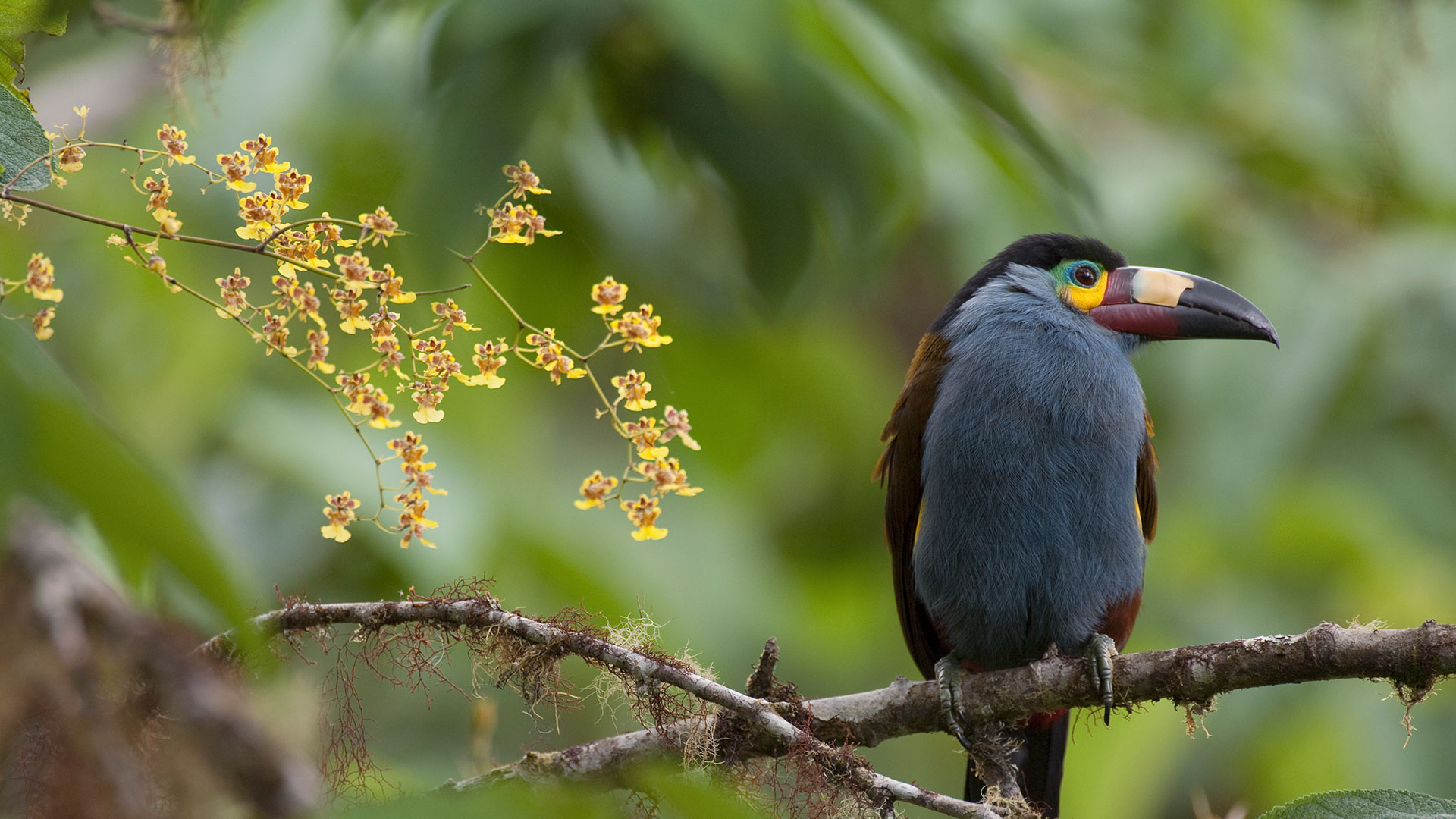 イタハシヤマオオハシ, エクアドル (© Murray Cooper/Minden Pictures) Bing Everyday Wallpaper 2026-07-04, eSTrg6 [Bing Everyday Wall Paper 2026-07-04] url = http://www.bing.com/th?id=OHR.MountainToucanOrchids_JA-JP8375436996_1920x1080.jpg