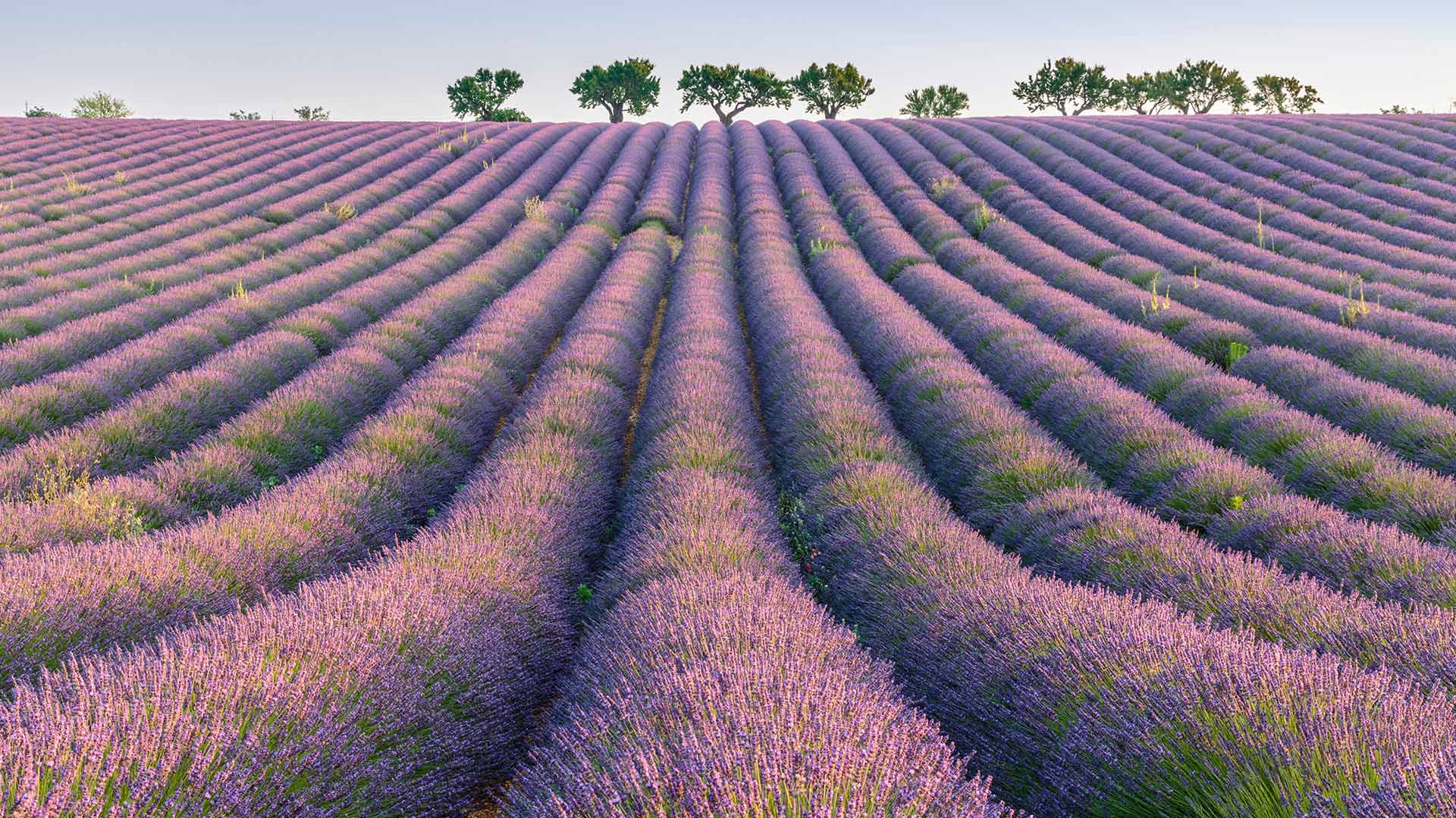 瓦朗索勒高原的薰衣草行，普罗旺斯，法国 (© Robert Harding/Shutterstock) Bing Everyday Wallpaper 2026-07-05, Wjoqob [Bing Everyday Wall Paper 2026-07-05] url = http://www.bing.com/th?id=OHR.LavenderRows_ZH-CN0676810895_1920x1080.jpg
