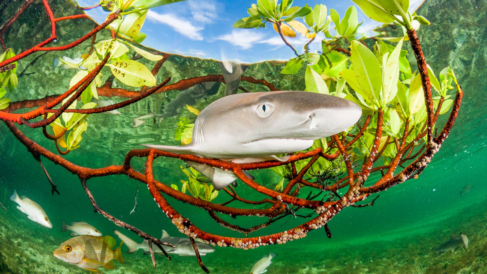 Lemon shark pup in mangrove forest, Eleuthera, Bahamas (© Shane Gross/Nature Picture Library) Bing Everyday Wallpaper 2026-07-11, jeRH2J [Bing Everyday Wall Paper 2026-07-11] url = http://www.bing.com/th?id=OHR.LemonShark_ROW1540729665_1920x1080.jpg