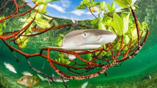 Lemon shark pup in mangrove forest, Eleuthera, Bahamas (© Shane Gross/Nature Picture Library) Bing Everyday Wallpaper 2026-07-11
/tmp/UploadBetajeRH2J [Bing Everyday Wall Paper 2026-07-11] url = http://www.bing.com/th?id=OHR.LemonShark_ROW1540729665_1920x1080.jpg

File Size (KB): 315.65 KB
Last Modified: July 11 2026 00:00:03
